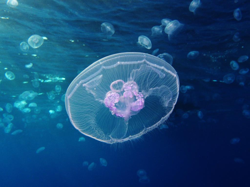 Съедобная медуза