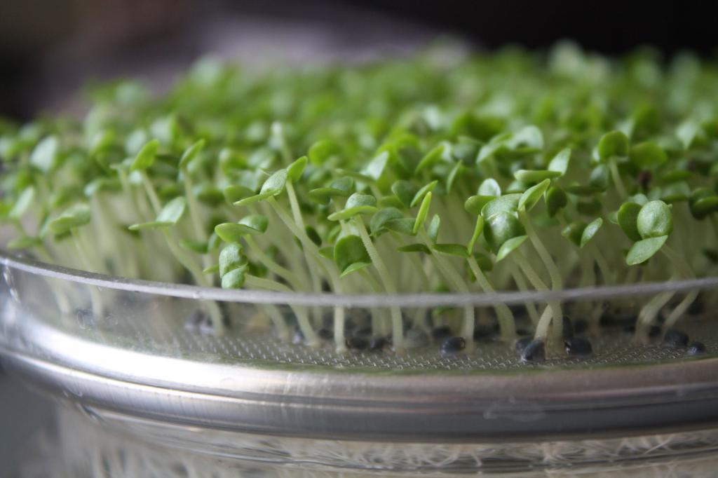 как вырастить салат дома на подоконнике