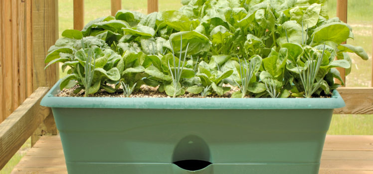 выращивание салата в домашних условиях