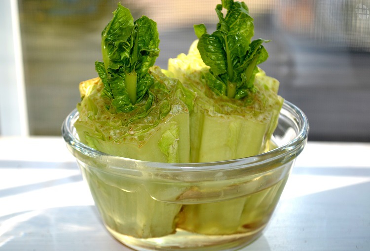 листовой салат на подоконнике выращивание