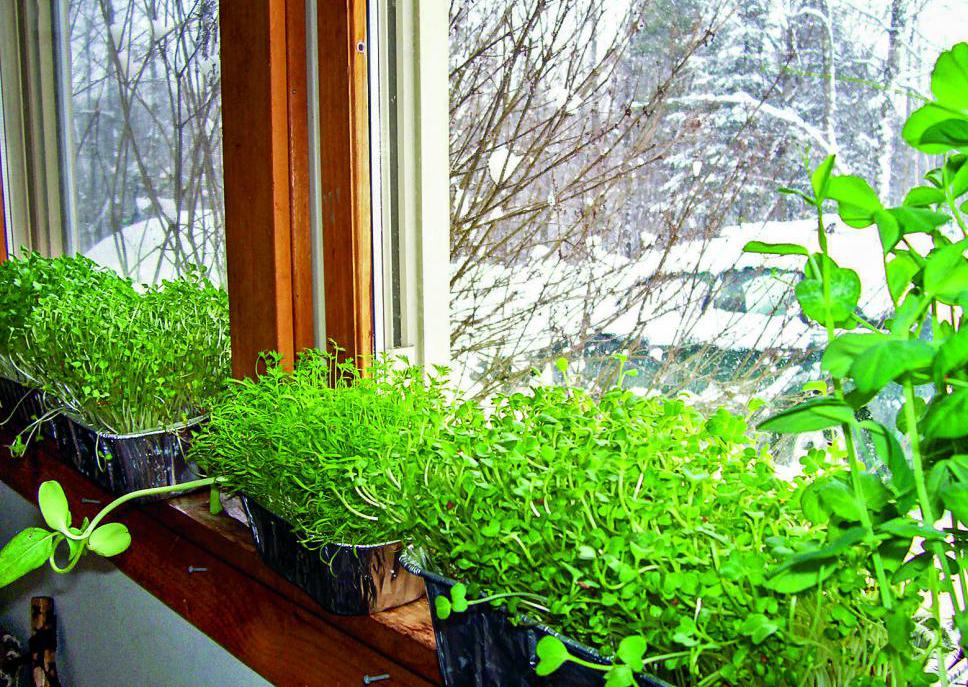 салат на подоконнике выращивание из семян зимой